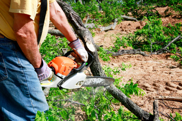 Best Tree Pruning Services  in Dunn Loring, VA